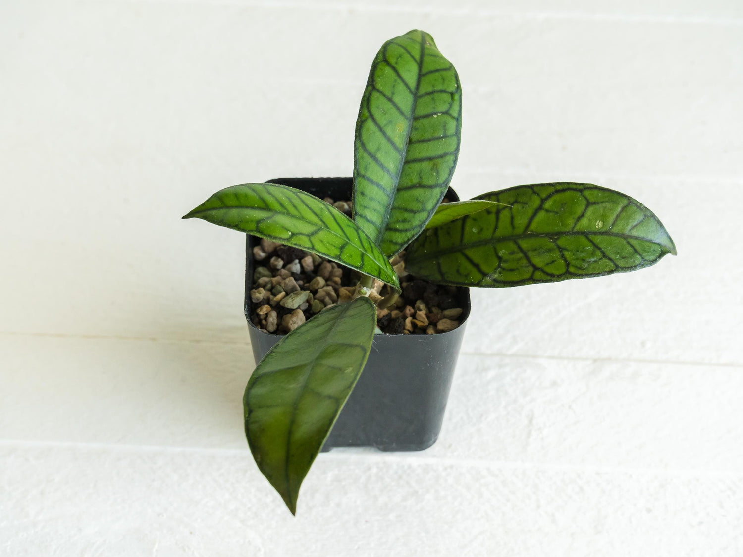 Hoya gunung gading | 2-Inch