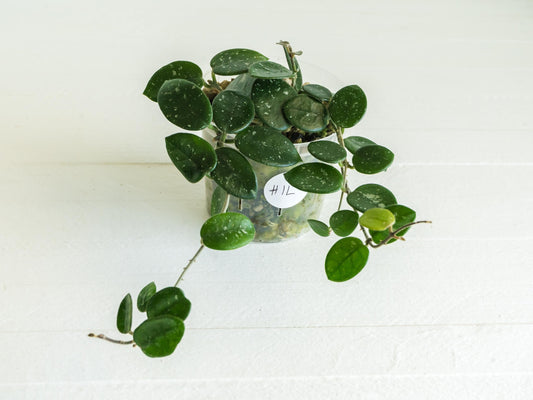 Hoya 'Mathilde' | 3-Inch