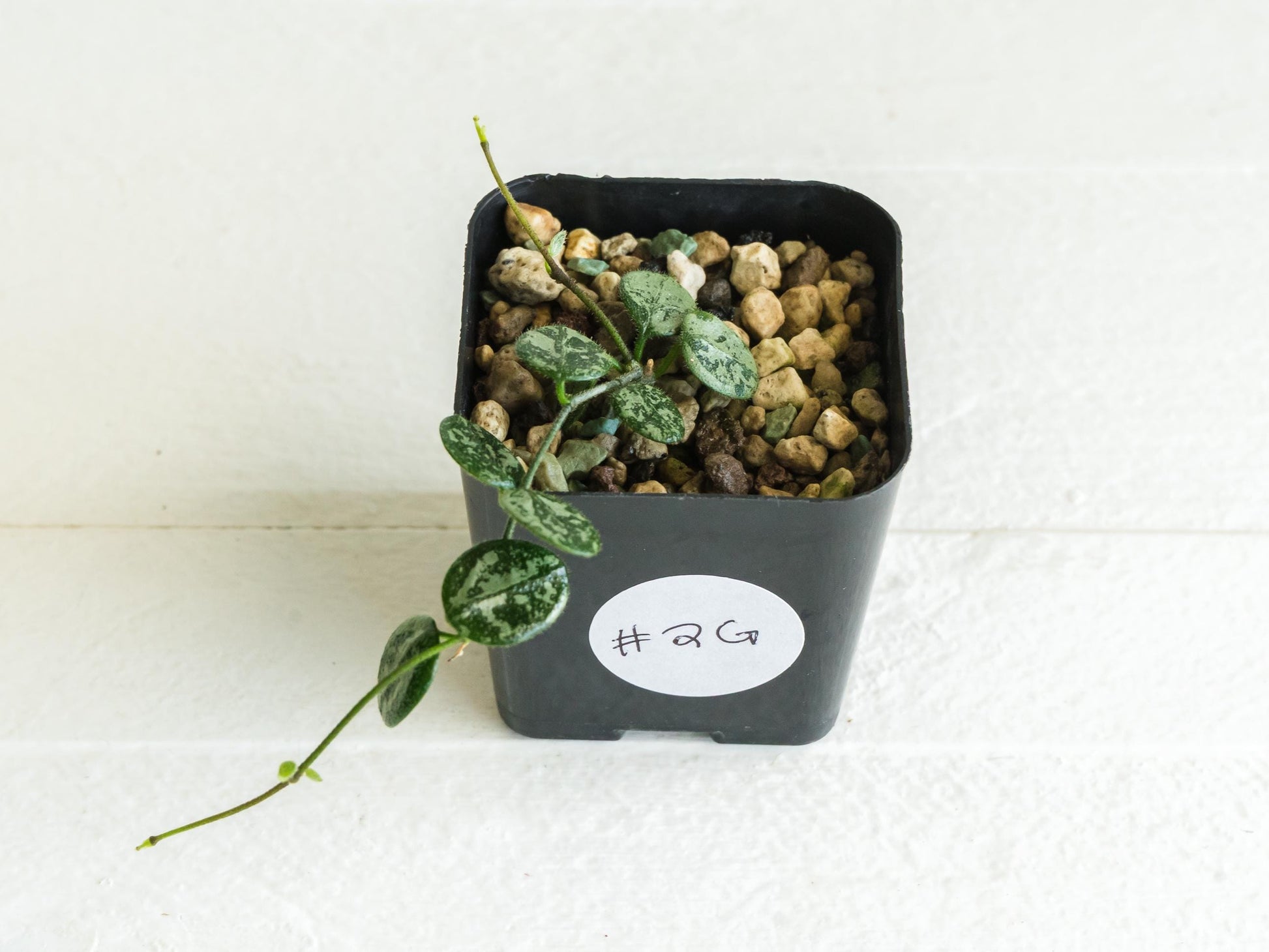 Hoya serpens (Splash) | 2-Inch