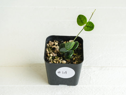 Hoya tengchongensis | 2-Inch