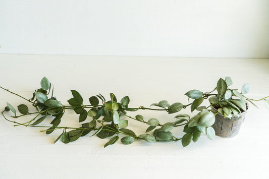 Hoya lacunosa 'Silver Mint Coin' | 3-Inch