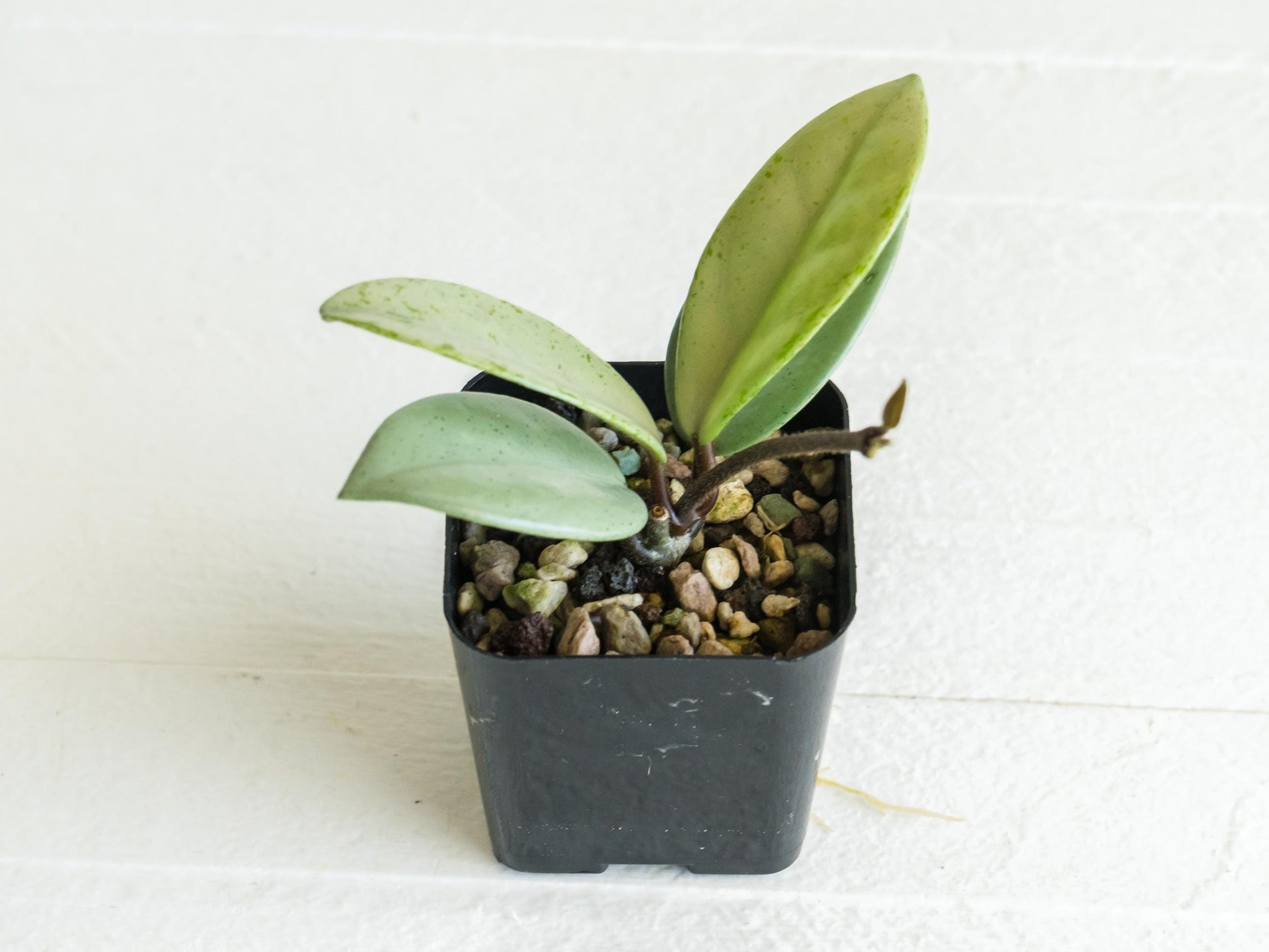 Hoya carnosa 'Wilbur Graves' (Silver) | 2-Inch