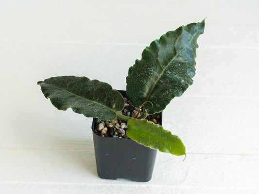 Hoya versteegii | 2-Inch