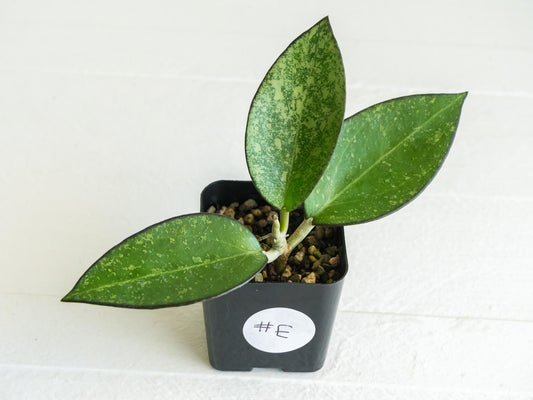 Hoya icensis (Splash) fka Patcharawalai (023) | 2-Inch