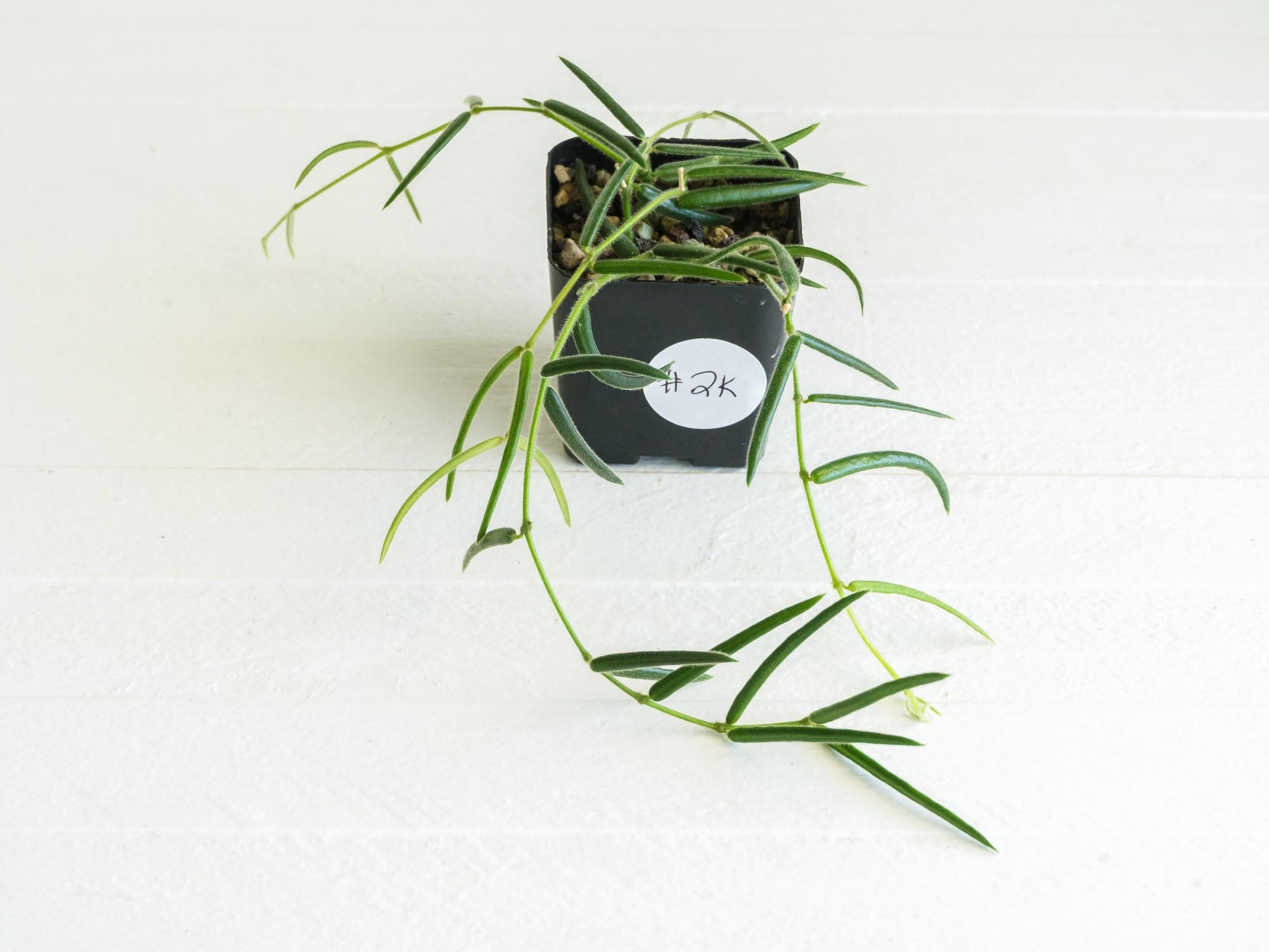 Hoya linearis | 2-Inch