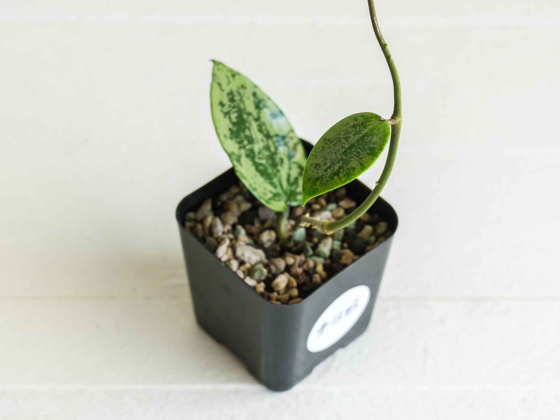 Hoya verticillata (EPC-997) | 2-Inch