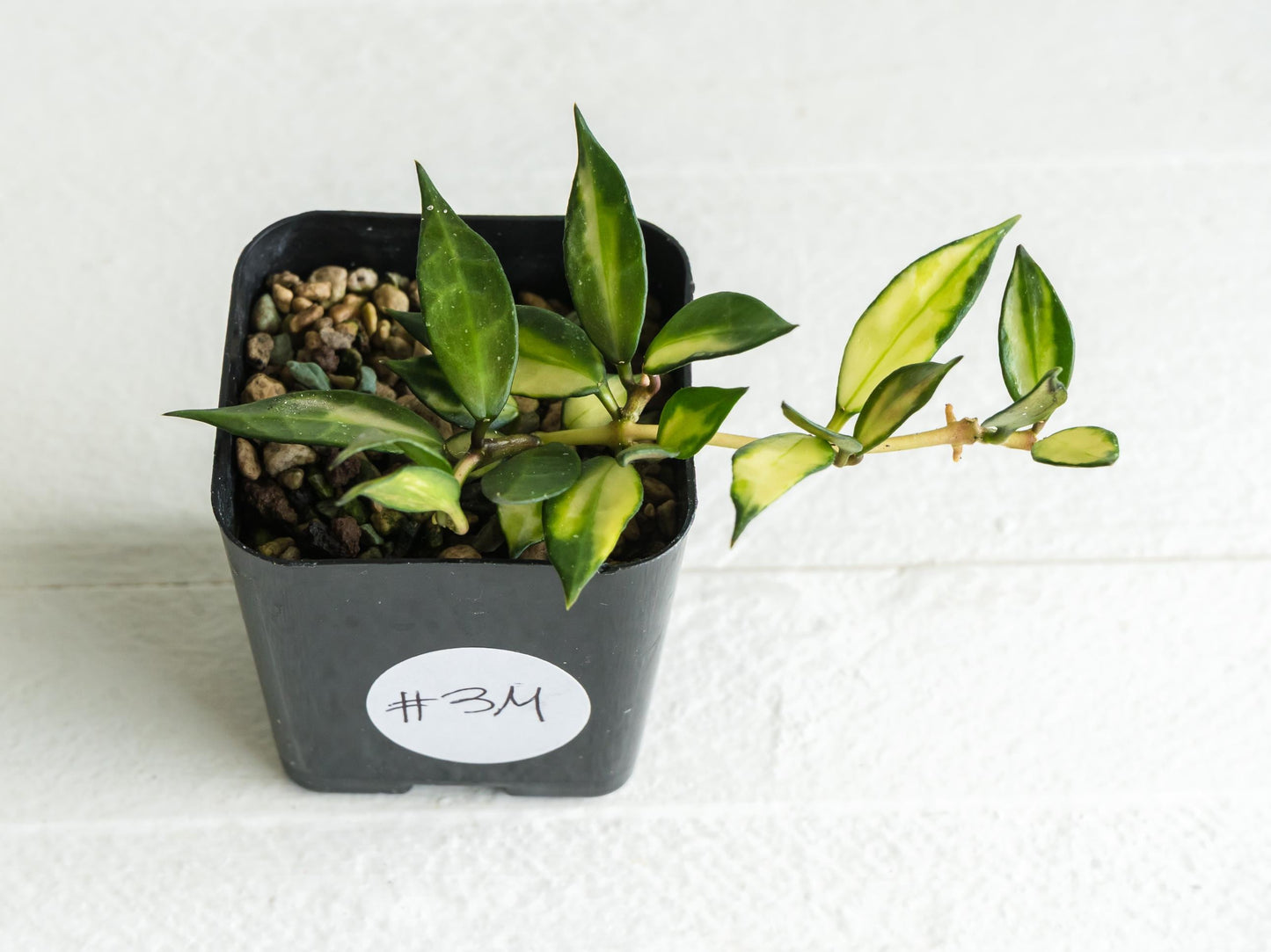 Hoya lacunosa (Inner Variegated) | 2-Inch