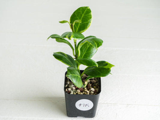 Hoya obscura (Albo | Outer Variegated) | 2-Inch
