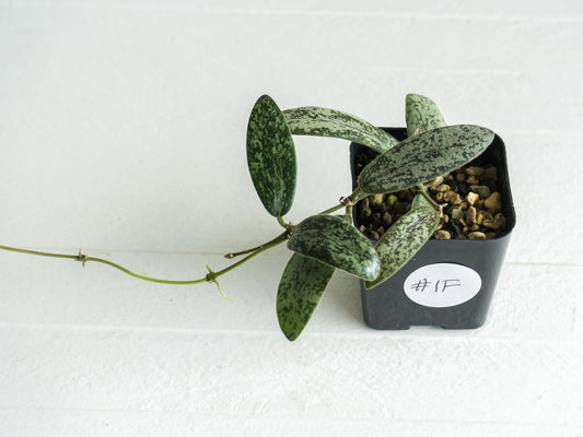 Hoya sigillatis 'Round Leaf' aka sigillatis (Silver) AH001 | 2-Inch