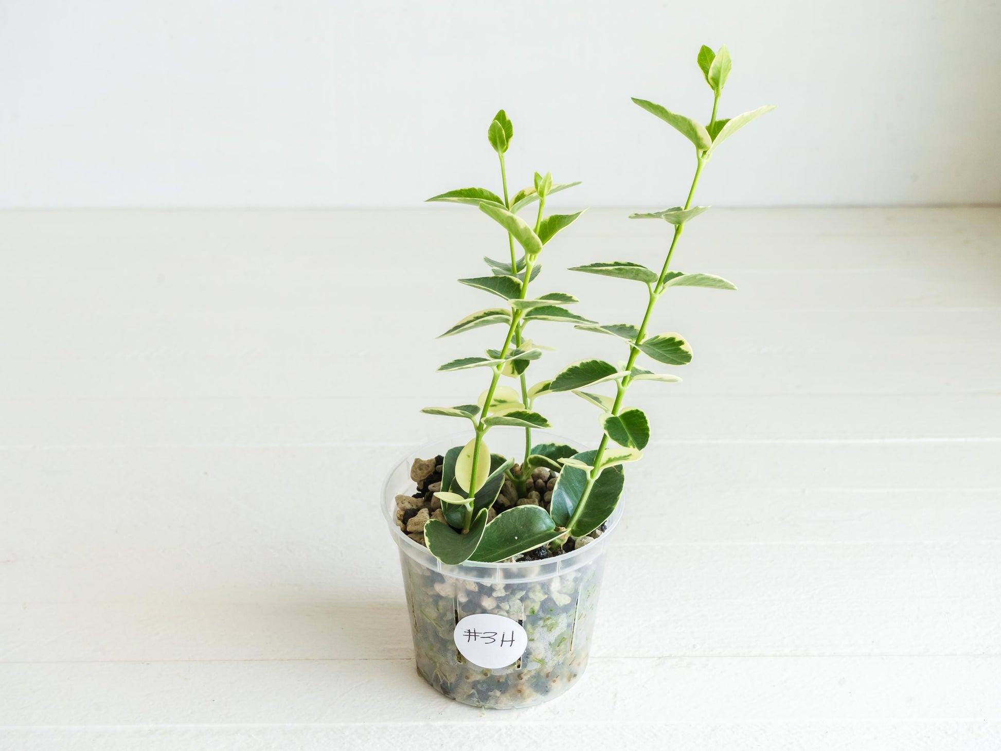 Hoya cumingiana (Albo | Outer Variegated) | 3-Inch