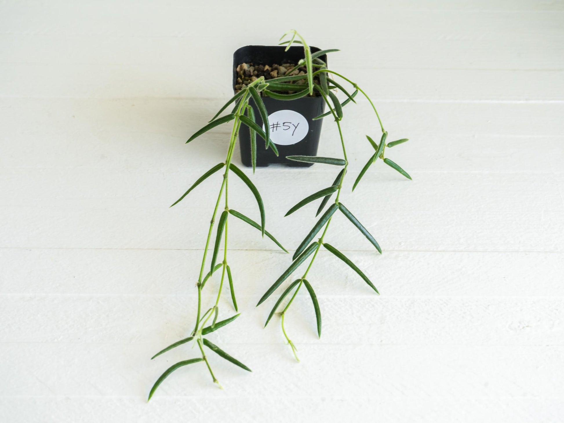 Hoya linearis | 2-Inch