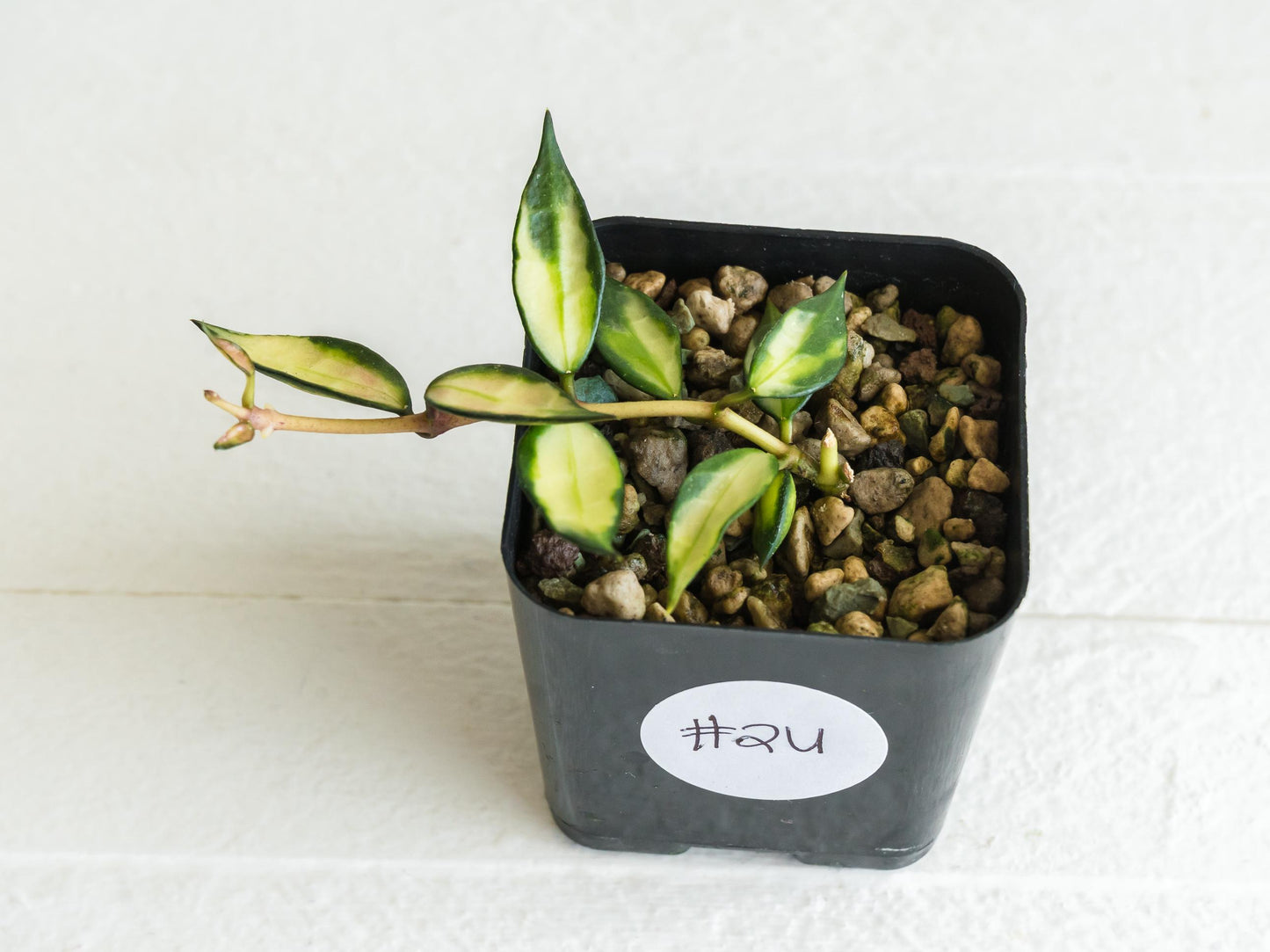 Hoya lacunosa (Inner Variegated) | 2-Inch
