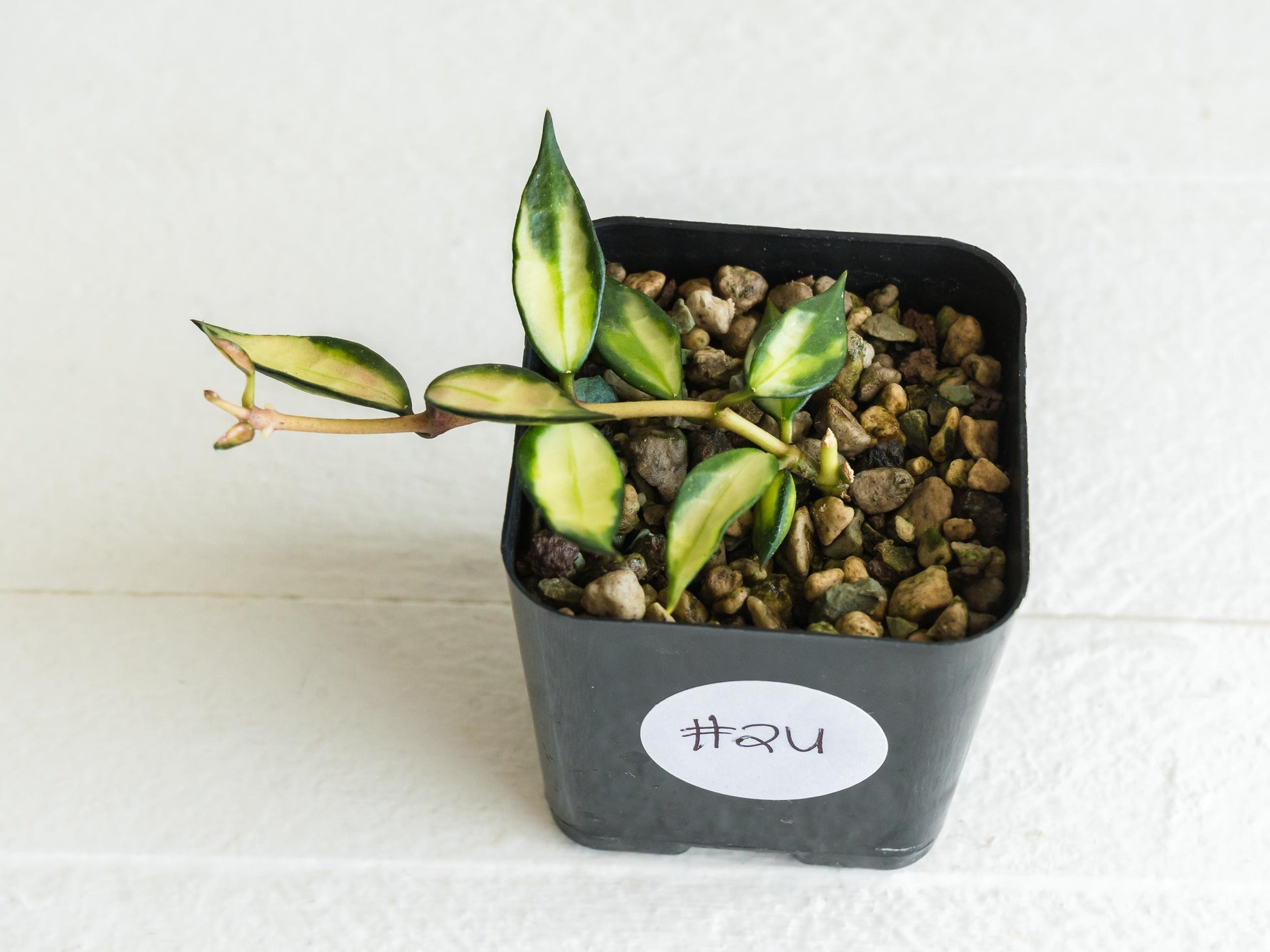Hoya lacunosa (Inner Variegated) | 2-Inch
