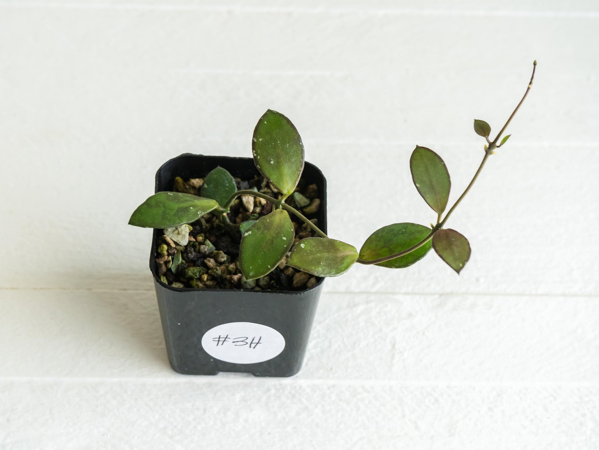 Hoya borneo (Small Leaf) | 2-Inch