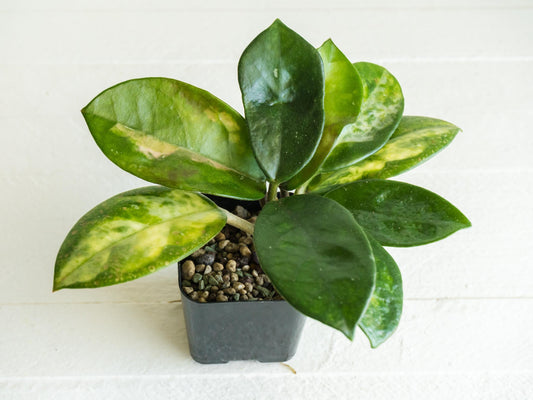 Reverted Hoya carnosa 'Madara Green Edge' | 2-Inch