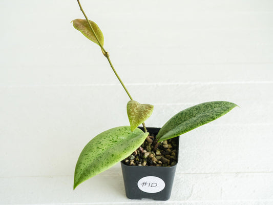 Hoya 'Jita Silver' | 2-Inch