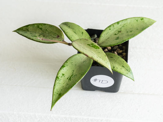 Hoya 'Snow Cui' (Silver) | 2-Inch