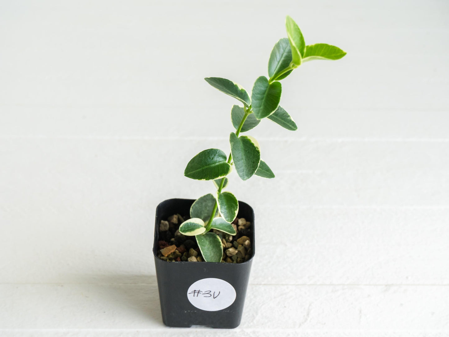 Hoya cumingiana (Albo | Outer Variegated) | 2-Inch