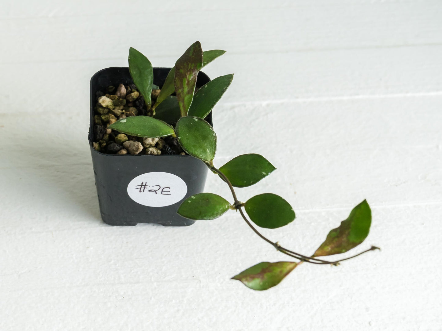 Hoya borneo (Small Leaf) | 2-Inch
