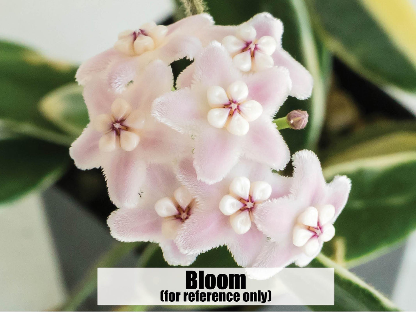 Hoya lyi 'Prism' (Pink Flower) | 2-Inch