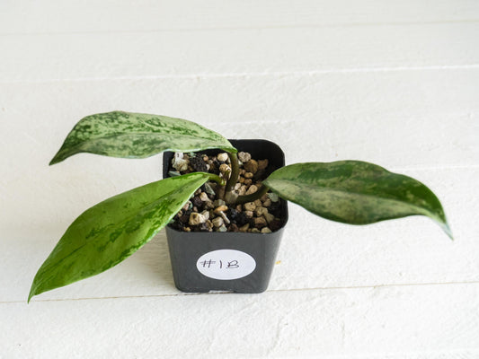 Hoya pubicalyx 'Pink Silver Ghost' | 2-Inch