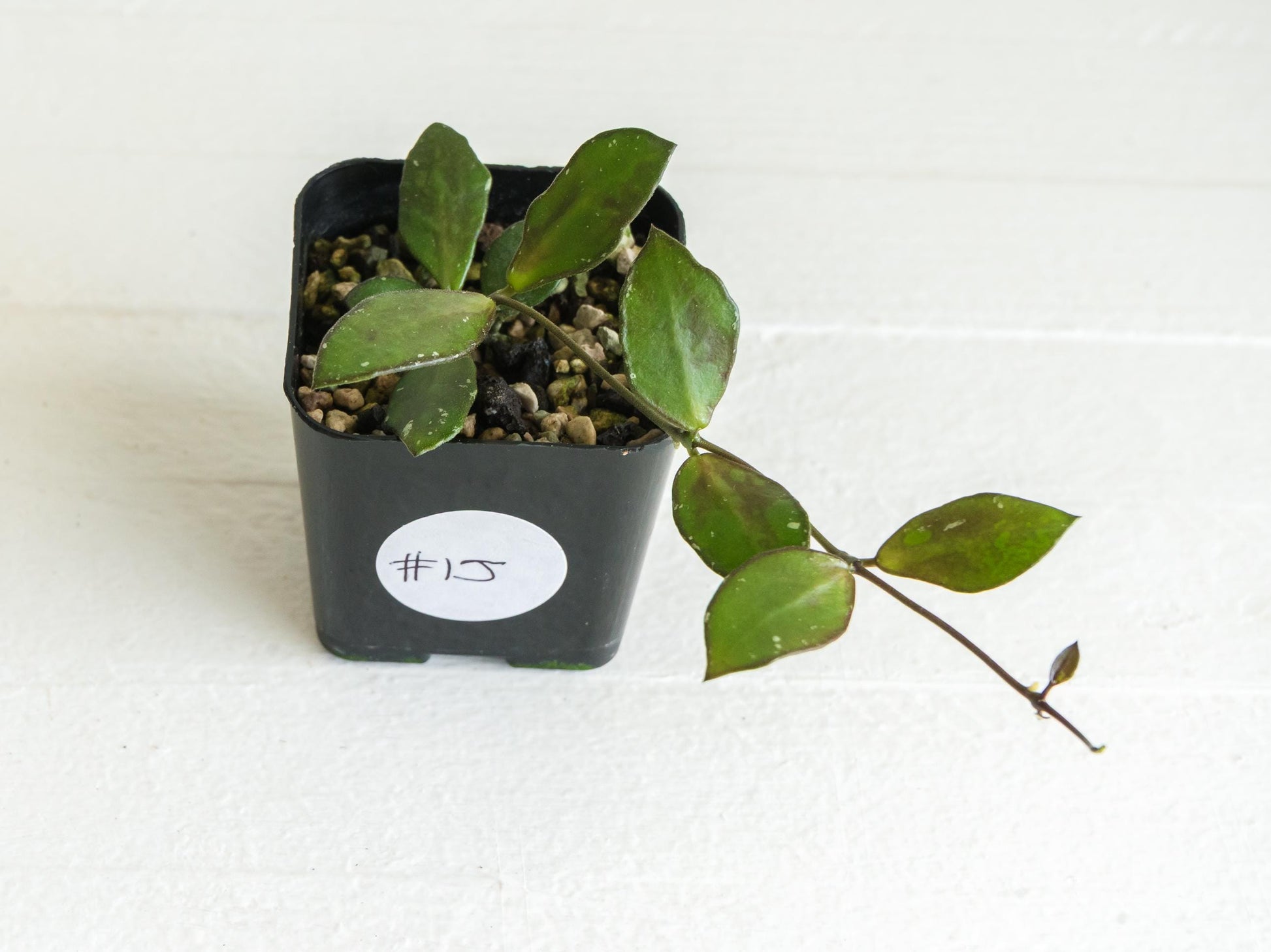 Hoya borneo (Small Leaf) | 2-Inch