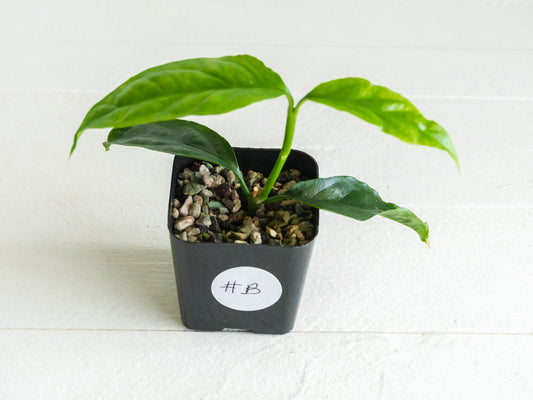 Hoya decipulae | 2-Inch