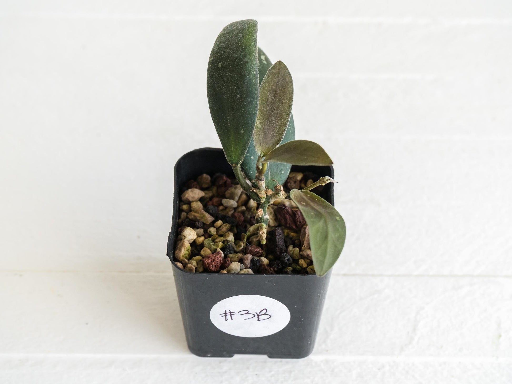 Hoya sabah 'Dragonfly' (EPC-960) | 2-Inch