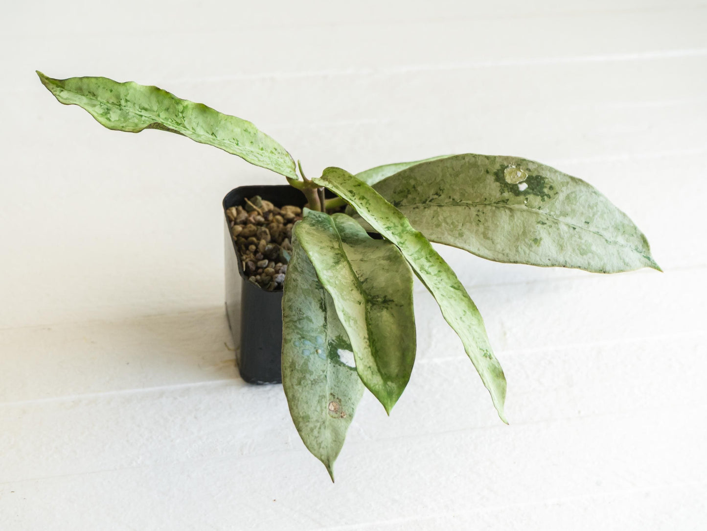 Hoya mitrata 'Buntok Silver' | 2-Inch
