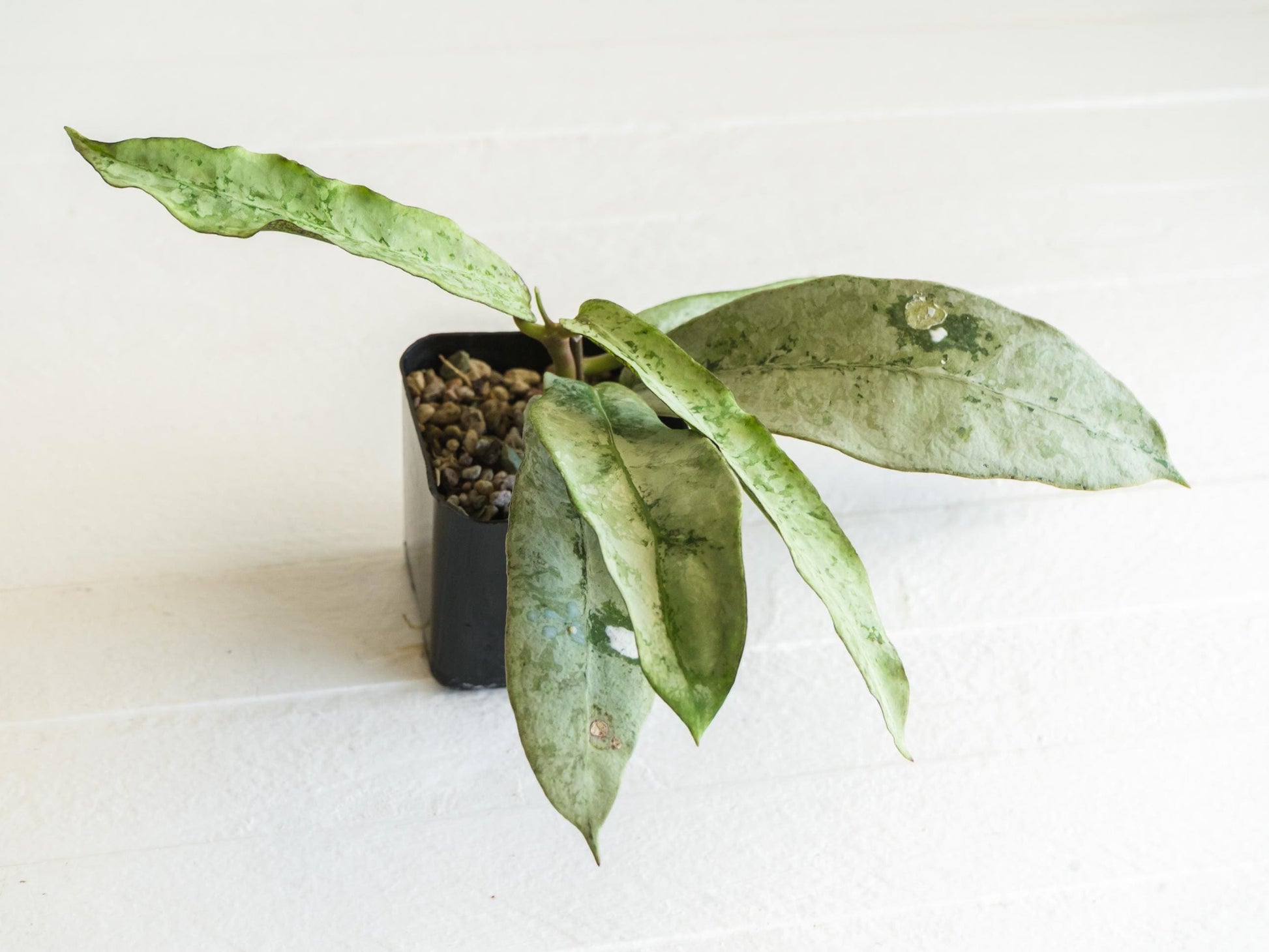 Hoya mitrata 'Buntok Silver' | 2-Inch
