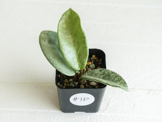 Hoya carnosa 'Nova Ghost' | 2-Inch