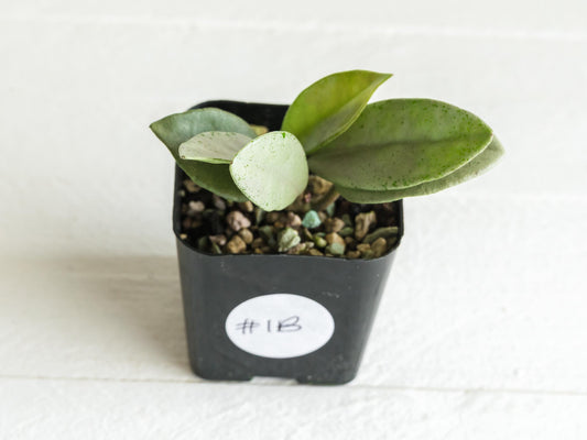 Hoya carnosa 'Wilbur Graves' (Silver) | 2-Inch