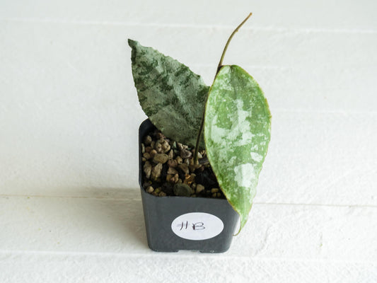 Hoya caudata (Silver) | 2-Inch