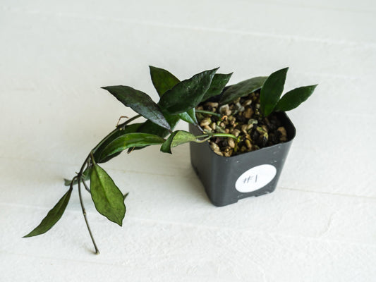 Hoya lacunosa 'Black Queen' | 2-Inch