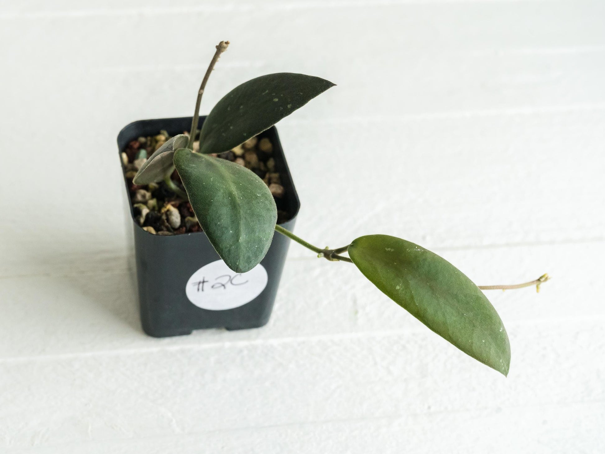Hoya sabah 'Dragonfly' (EPC-960) | 2-Inch