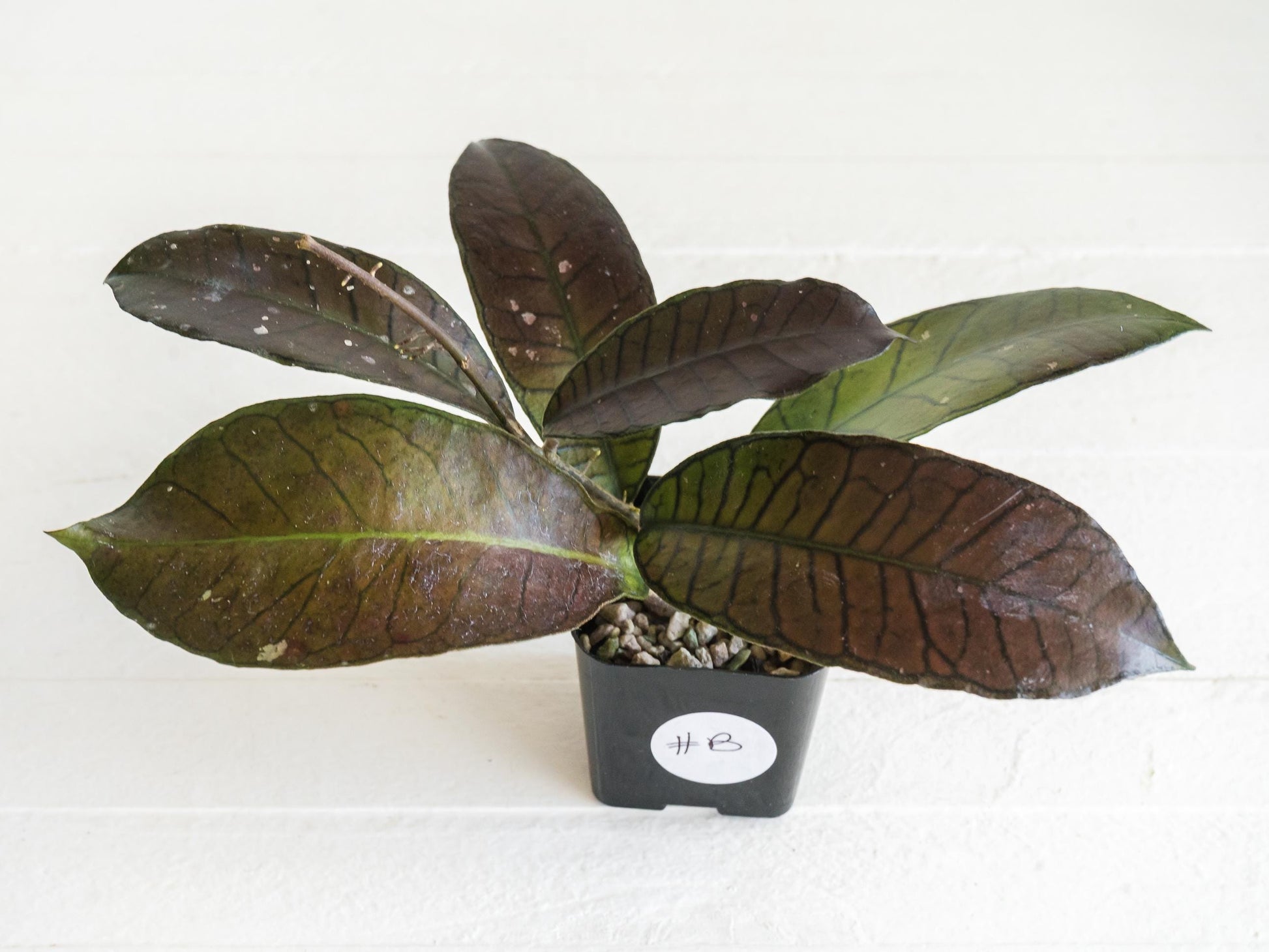 Hoya gunung gading | 2-Inch