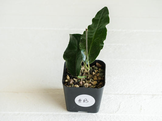 Hoya versteegii | 2-Inch