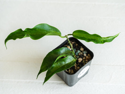 Hoya dennisii ‘Frida’ | 2-Inch