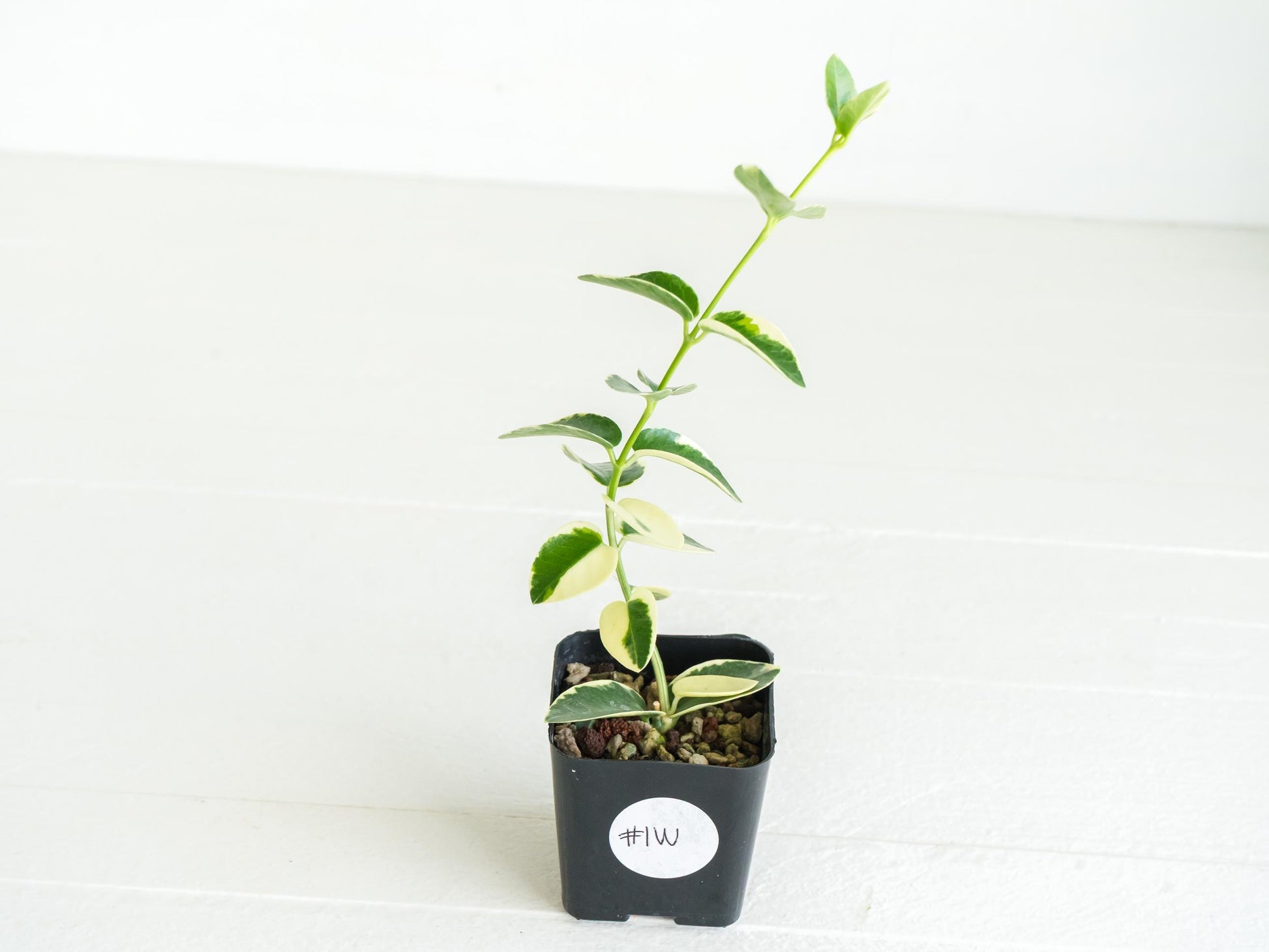 Hoya cumingiana (Albo | Outer Variegated) | 2-Inch