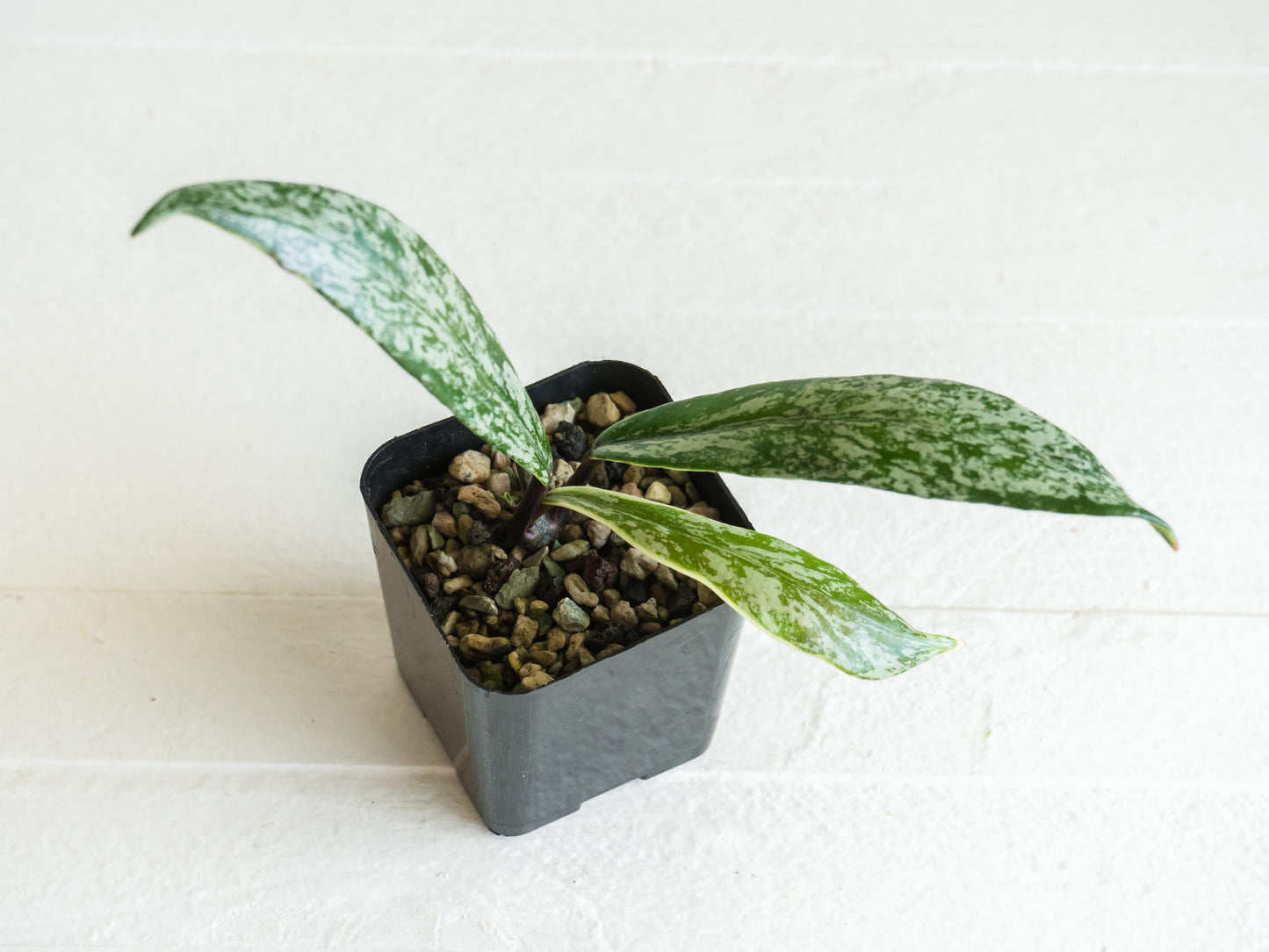 Hoya pubicalyx (Albo, Splash) | 2-Inch