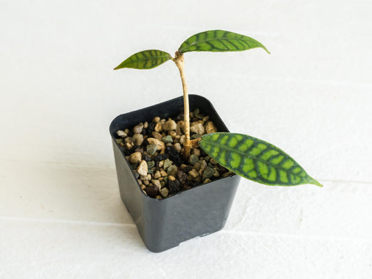Hoya Callistophylla | 2-Inch