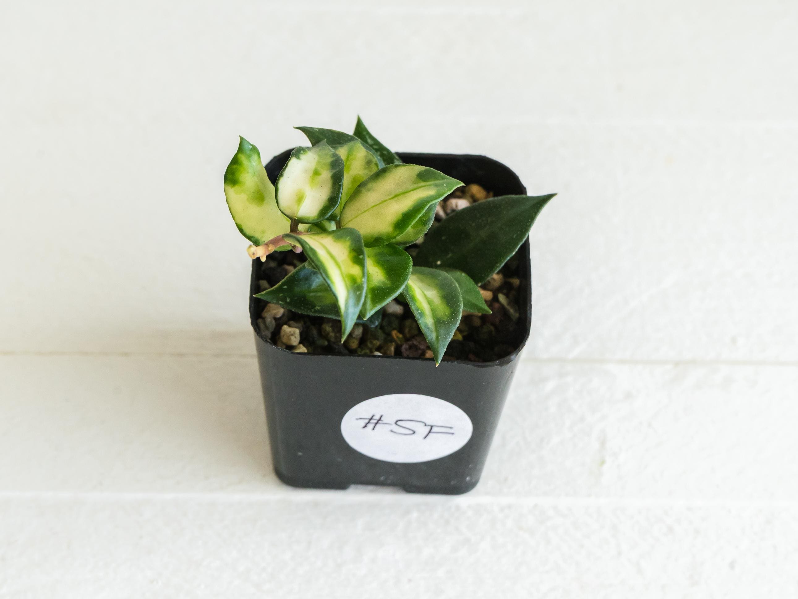 No.3＊Hoya ＊ ホヤ ＊ ラクノーサ ＊ lacunosa Bruno Hoya Lacunosa Bruno ホヤ ラクノーサ ブルーノ 斑入り ホヤ植物