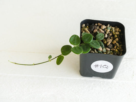 Hoya serpens | 2-Inch