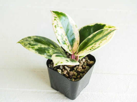 Hoya carnosa 'Madara Snow Angel' | 2-Inch