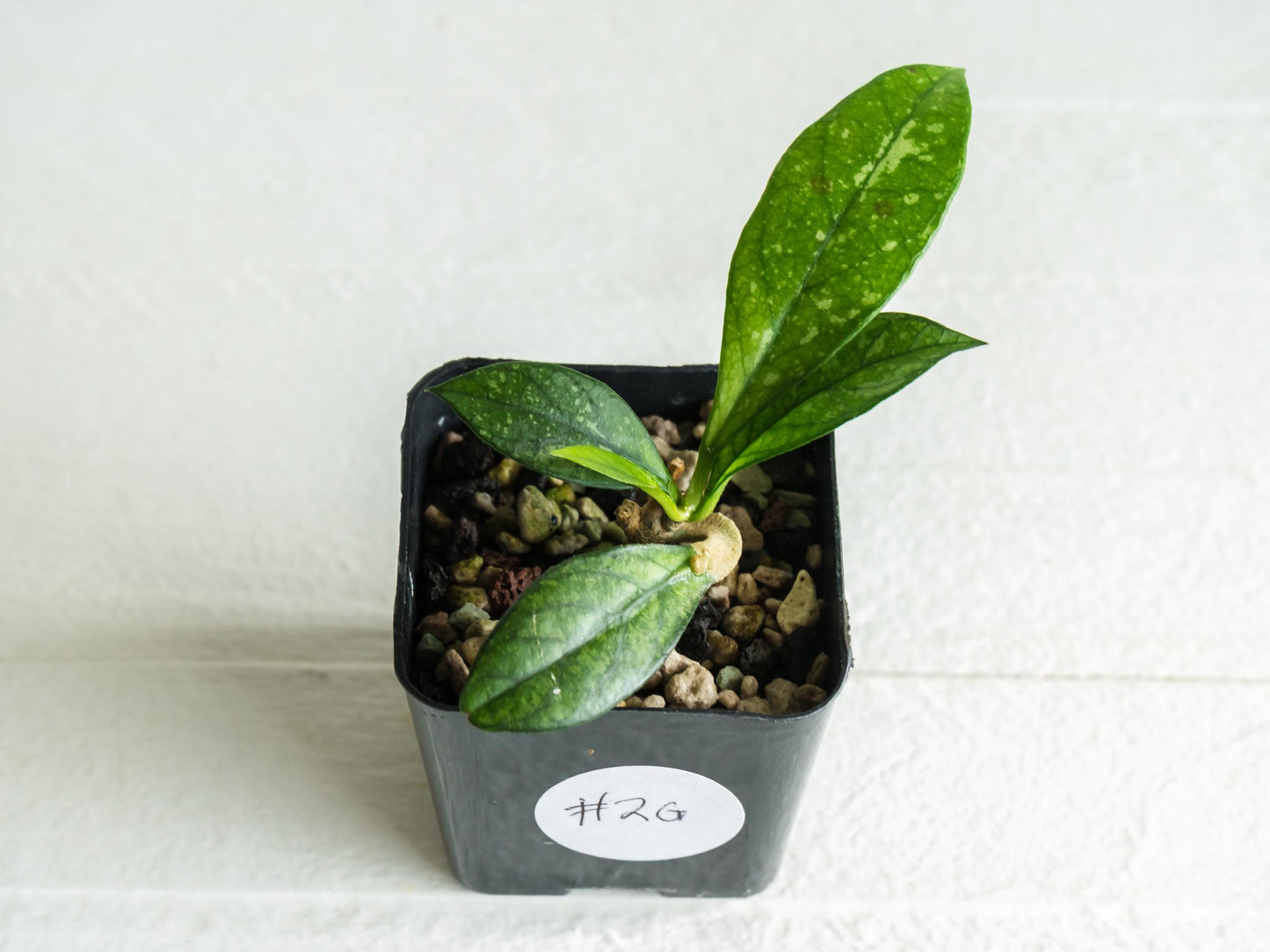 Hoya crassipetiolata (Splash) | 2-Inch