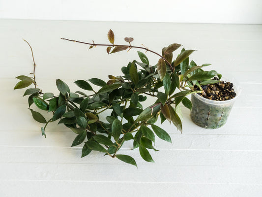 Hoya 'Rebecca' | 3-Inch