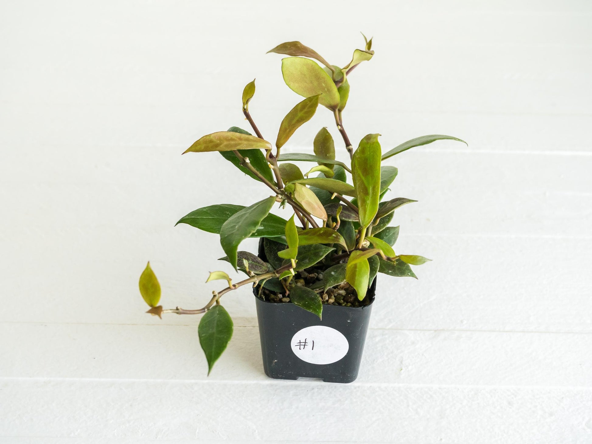 Hoya 'Rebecca' | 2-Inch