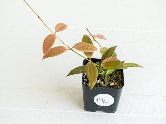 Hoya microdwarf (NS12-323) | 2-Inch