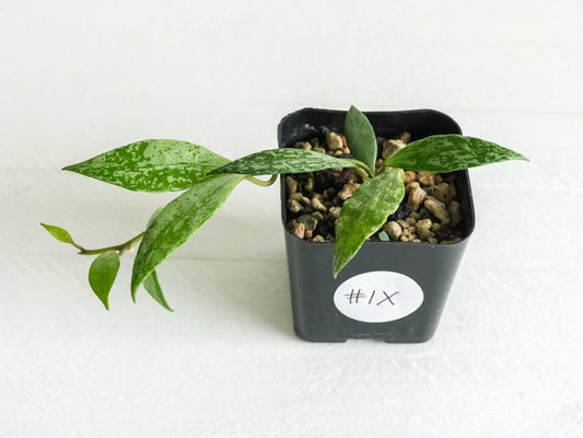 Hoya lacunosa 'Silver Lime' | 2-Inch