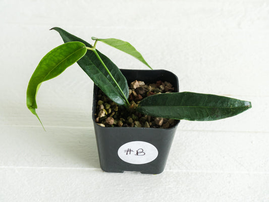 Hoya surisana | 2-Inch